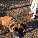 Natasha Blimkie's dog