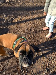 Natasha Blimkie's dog